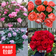 瑞典女王月季夏季耐曬灌木月季帶花苞四季開花玫瑰大苗陽(yáng)臺(tái)庭院 天荷+紅果汁+藍(lán)暴+紅蘋果四顆原盆原土發(fā)貨