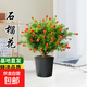 石榴花盆栽觀(guān)賞果樹(shù)苗室內盆景四季開(kāi)花植物室外庭院陽(yáng)臺綠植好養 石榴花原土