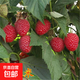 樹莓苗雙季覆盆子果樹苗盆栽地栽南北方種植當年結(jié)果紅黃黑樹莓苗 樹莓 拖拉米 四年苗當年結(jié)果 80cm(含)-89cm(含)