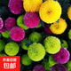 四季球形乒乓菊種子易種室內盆栽易活花卉陽(yáng)臺庭院觀(guān)賞乒乓菊種子 混色乒乓菊 50粒+肥+生根粉