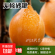 枇杷果苗無(wú)核砂糖枇杷苗無(wú)核枇杷樹(shù)苗嫁接盆栽特大庭種植當年結果 無(wú)核砂糖枇杷：精選5年苗（當年結果）適合新 80cm(含)-89cm(含)