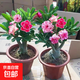 沙漠玫瑰花小苗盆栽四季花開庭院室內(nèi)外陽臺好養(yǎng)花卉綠植沙漠玫瑰 精選沙漠玫瑰/5年壯苗 【原土發(fā)貨】顏色隨機(jī) 2棵