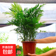 散尾葵綠植鳳尾竹盆栽袖珍椰子室內大型綠植四季常青富貴椰子植物 【35-45厘米】造型好][育苗盆發(fā)貨