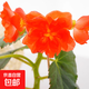 麗格海棠盆栽帶花不斷四季開花室內(nèi)陽臺(tái)好養(yǎng)花卉玫瑰玻璃海棠 麗格海棠橙色（不含盆）