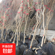 庭院紫藤樹(shù)苗別墅花卉紫藤花老樁爬藤植物風(fēng)景樹(shù)門(mén)前大樹(shù)開(kāi)花盆栽 庭院優(yōu)選 3.5公分粗1.3米高【品 不含盆