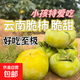 云南甜脆無核柿子青黃果發(fā)貨香甜可口 綠果甜脆柿帶箱1斤凈重0.8-0.9斤 單果120g以上