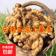 云南小黃姜新鮮老姜10斤沙姜仔姜月子姜南姜農(nóng)家現(xiàn)挖干姜生姜批發(fā) 3斤 【正宗小黃姜】源頭直采包郵