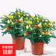辣椒盆栽帶果朝天椒泡椒可食用五彩椒苗室內陽(yáng)臺綠植花卉盆栽 大盆彩椒盆栽X2（原盆原土）送肥料