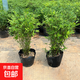 水培植物米竹室內(nèi)盆栽富貴竹南天竹盆景綠植小葉百合竹子花卉好養(yǎng) 米竹高50-60cm（原土發(fā)貨）1盆