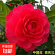 濃香型山茶花盆栽耐寒帶花苞花卉植物室內(nèi)好養(yǎng)茶花樹苗四季開花 大紅色身高40-50厘米【今年開花】+肥料