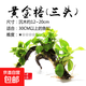 懶人草缸魚(yú)缸水草造景黃金錢(qián)迷你榕沉木小水榕真水草陰性?xún)艋|(zhì) 黃金榕（三頭）