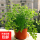 多年生常綠鐵線(xiàn)蕨綠植花卉狼尾撅耐蔭水培土培草本觀(guān)葉植物花卉 鐵線(xiàn)蕨原盆原土