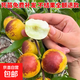 棗樹(shù)活苗沾化冬棗苗樹(shù)帶土球南方種植冰糖大棗樹(shù)苗當年結果 【冰糖冬棗2棵裝】-精選6年苗（當年結果） 81cm(含)-110cm(含)