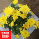 【帶花苞發(fā)貨】重瓣荷蘭菊四季開花菊花大苗室內(nèi)陽臺四季耐寒好養(yǎng) 燦爛黃【原盆原土帶花苞】