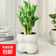 富貴竹盆栽植物室內(nèi)凈化空氣綠植荷花竹辦公室桌面四季好養(yǎng)小盆栽 荷花竹+小云朵盆【1盆】 盆口直徑約8cm