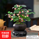 小盼菩提帶果菩提樹室內禪意盆景辦公室茶桌辦公桌面室內造型盆栽 菩提樹【5-8個果】舍得陶瓷盆+肥料