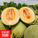 西州蜜瓜小蜜25號(hào)黃金哈密瓜新鮮當(dāng)季蜜瓜沙漠黃金脆香哈密瓜 凈重8-9斤2-3枚裝