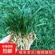 矮麥冬草耐寒庭院園林綠化草坪植物矮生麥冬草苗玉龍草 矮麥冬草50斤