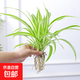 金邊金心吊蘭盆栽室內(nèi)陽臺(tái)四季常青客廳桌面水培垂吊真花卉綠植物 金心吊蘭（1棵）