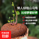 山烏龜植物金不換盆栽紅藤血藤水培盆景爬藤室內(nèi)桌面多肉綠植花卉 直徑8-10厘米1個(gè)紅藤山烏龜+贈品