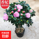 茶花苗山茶花樹(shù)苗香妃五色赤丹紅赤丹盆栽濃香型庭院陽(yáng)臺(tái)綠植花卉 香妃茶花4年苗【當(dāng)年開(kāi)花】