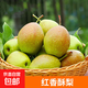 紅香酥梨 新鮮梨子脆甜皮薄香梨當(dāng)季水果整箱 紅香酥梨帶箱8.5-9斤單果100g+