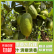 廣東黃香水檸檬新鮮應季水果檸檬 黃檸檬奶茶店新鮮檸檬 【單果50g+】 2顆裝