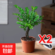 小葉紫檀盆景老樁綠植中式盆栽室內辦公桌面茶幾花卉擺件好養易活 3年老樁小葉紫檀2盆【25-30厘米】+原盆土+肥