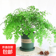 多年生常綠鐵線蕨綠植花卉狼尾撅耐蔭水培土培草本觀葉植物花卉 鐵線蕨+加侖盆送底托