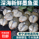 精品大號東海墨魚蛋寧波特產海鮮漁家新鮮淡味烏賊蛋大號目墨魚蛋 4盒墨魚蛋【250g/盒】