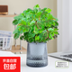 含羞草盆栽室內(nèi)客廳辦公桌面上趣味可愛小綠植害羞草四季好養(yǎng)花卉 【特級】含羞草【灰繁星自吸盆】栽好發(fā)貨