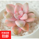 多肉植物 多肉精選老樁蒂亞吸財樹辦公室室內(nèi)陽臺紅寶石群生多頭 美杏錦【單頭】