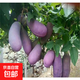 八月瓜樹苗無籽水果苗瓜種八月炸果樹苗南方種植地栽爬藤 紫色八月瓜4年苗 30cm(含)-40cm(不含)