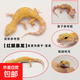 豹紋守宮寵物蜥蜴幼苗活體新手入門(mén)懶人爬寵異寵不咬人網(wǎng)紅 紅眼暴龍寶寶