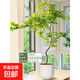 流泉楓盆栽老樁綠植書(shū)房辦公室內桌面大型植物楓樹(shù)網(wǎng)紅風(fēng)盆景樹(shù)苗 流泉楓90-110cm高【米白聚寶盆】