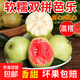 廣西軟心白心奶油芭樂 老果樹 軟糯香甜番石榴果園現(xiàn)摘 送酸梅粉 【軟糯雙拼】3斤