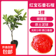 番石榴樹(shù)果苗紅心芭樂(lè )嫁接少籽紅寶石果苗南北方庭院種植當年結果 紅寶石無(wú)籽番石榴1棵