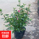 小木槿花苗盆栽棒棒糖陽(yáng)臺庭院花園耐熱花卉植物四季開(kāi)花易養爆盆 小木槿大苗+原盆原土發(fā)貨 原裝盆原土發(fā)貨