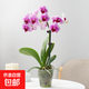 蝴蝶蘭花苗帶花苞客廳辦公室室內(nèi)桌面裝飾花卉植物四季好養(yǎng)盆栽 寶貝蝴蝶蘭-裸苗（帶花苞+半開放）