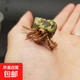 相手蟹觀賞活體螃蟹淡水寵物桌面螃蟹寄居蟹活體寵物 寄居蟹3-4cm