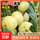 現摘油甘果新鮮水果牛甘果榨汁煲湯飲品搭子 5斤裝【果飲搭子】