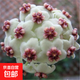 四季球蘭花盆栽綠葉球蘭花大苗室內外懶人辦公室吊蘭花四季開(kāi)花 灰姑娘）4-5顆當年開(kāi)花 原盆+掛鉤