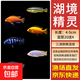 三湖慈鯛魚(yú)觀(guān)賞魚(yú)馬鯛活體魚(yú)非洲王子耐養易活中小型熱帶魚(yú)淡水魚(yú) 4-5cm三湖慈鯛混搭20送4