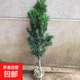 羅漢松大樹樹苗基地直銷雀舌盆景大型庭院綠植常青花卉造型大樹 羅漢松直徑2公分帶大土球