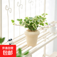 雪瑩常春藤白化愛(ài)心葉稀有綠植辦公室內植物盆栽四季吸甲醛花卉 雪瑩常春藤+小奶油冰淇淋/瓷盆 帶盆栽好