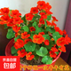 【當(dāng)季新種】旱金蓮種子垂吊旱荷花籽草種烏金蓮花籽四季盆栽易種 旱金蓮種子/包約30粒 1包