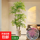 南天竹盆栽客廳室內綠植辦公室景觀(guān)老樁植物 【南天竹樁景】高50-60厘米 修剪發(fā)貨