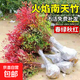 南天竹火焰紅樹(shù)苗室內老樁盆景庭院觀(guān)葉花卉綠植紅耐寒綠化工程苗 南天竹/小苗高30-40cm*3棵