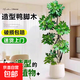 大型盆栽各種植物發(fā)財(cái)樹金錢樹綠蘿慶典喬遷盆景綠植辦公室內(nèi)客廳 造型鴨腳木1.2-1.4米【聚寶盆】 含盆