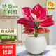 吉利紅土培如意皇后綠植桌面花卉植物辦公室內(nèi)客廳吸甲醛盆栽好養(yǎng) 精品吉利紅【網(wǎng)紅奶油巖石膠盆】